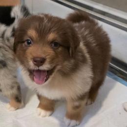 Cimarron - Red merle male Australian Shepherd puppy in Solon, Maine from Mountain Range Australian Shepherds