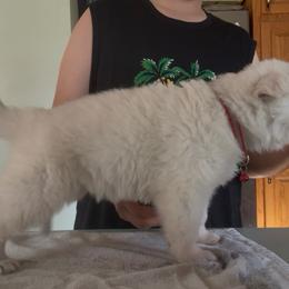 A Semper Fortis AndeliVjecnosti Red Girl - White female Berger Blanc Suisse puppy in Wisconsin from Andeli vjecnosti