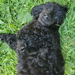 Poodle Puppies from Angel's Star Poodles