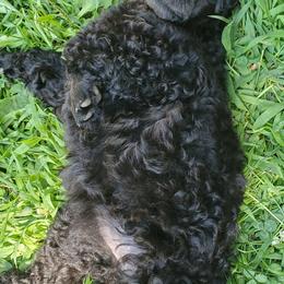 Poodle Puppies from Angel's Star Poodles