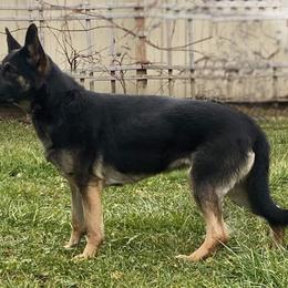 Lilly - German Shepherd