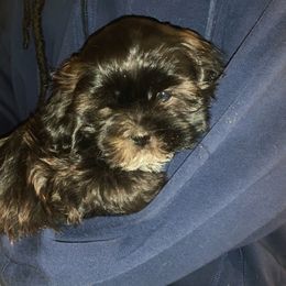Shih Tzu Puppies from Booshie the Breeder