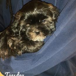 Shih Tzu Puppies from Booshie the Breeder