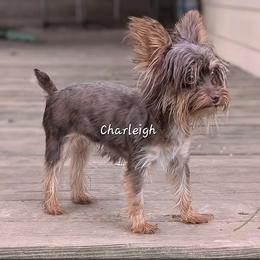 Miniature Schnauzer puppies from Tiny Tushy Lodge