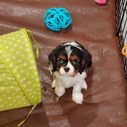 Cavalier King Charles Spaniel Puppies from Brookstone Farm