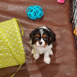 Cavalier King Charles Spaniel Puppies from Brookstone Farm