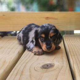 Silver Dapple - Dapple male Dachshund puppy in Goodman, Missouri from Jessica's Dashing Dachsunds and Fancy Frenchies