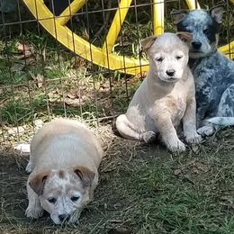 Australian Cattle Dogs from Mystic DK Australian Cattle Dogs