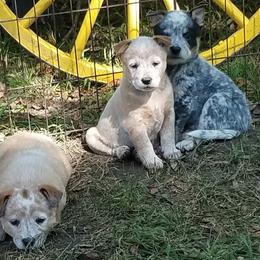 Australian Cattle Dogs from Mystic DK Australian Cattle Dogs