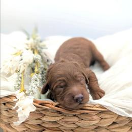 Pudding Pop - Red  male Goldendoodle puppy in Blackfoot, Idaho from Riverside Poodles