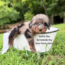 Seattle Slew - Blue merle male Bernedoodle puppy in Grove, Oklahoma from Guinn Family Farms