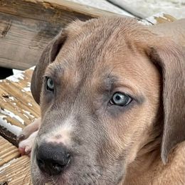 Great Dane Puppies from Reagan’s Danes