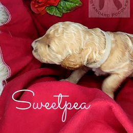 Poodle Puppies from Serene Arenas' Standard Poodles