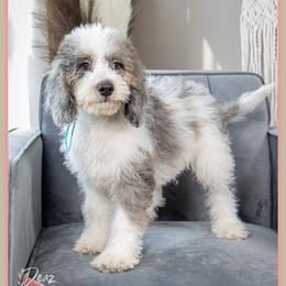 Yukkon - Blue merle male Bernedoodle puppy in Connersville, Indiana from Deaz Doodle Ranch