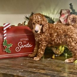 Martha May - Red  female Poodle puppy in Statesboro, Georgia from Briar Creek Kennels