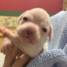 Boy 2 - Boxer puppy in Elyria, Ohio from Just-A-Wyn Boxers