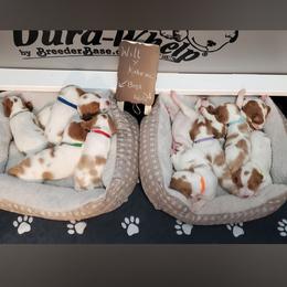 Brittany puppies from Whispering Hills Gun Dogs