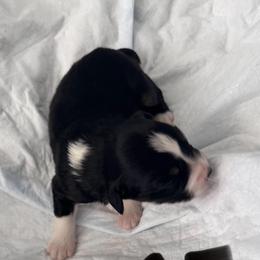 ROSE - Black tri female Miniature Australian Shepherd puppy in California from Elsa’s lil Wiggle Butts