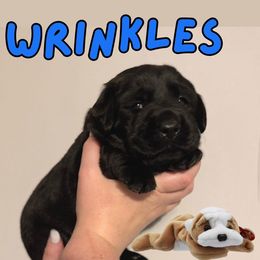 Wrinkles - Black male Labrador Retriever puppy in Water Valley, Mississippi from Three Lakes Labs & WHDs