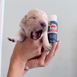Boy 2 - Navy - Light golden male Golden Retriever puppy in Mc Minnville, Tennessee from Wishaw Whisky Golden Retrievers
