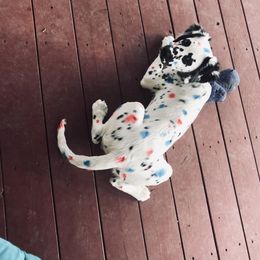 Dalmatian Puppies from Speckled Spots Dalmatians