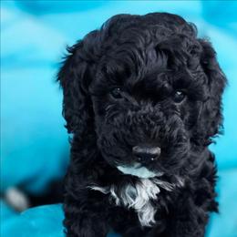 Tink - Sable and white female Cockapoo puppy in Indiahoma, Oklahoma from Phamily Doodles