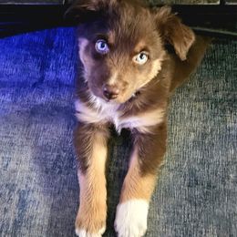 Australian Shepherd Puppies from Van Huitt Australian Shepherds