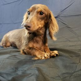 GiGI - Dachshund