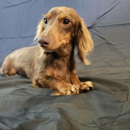 GiGI - Dachshund