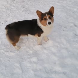 Pembroke Welsh Corgi All Grown Up from Pembroken Arrow Welsh Corgis