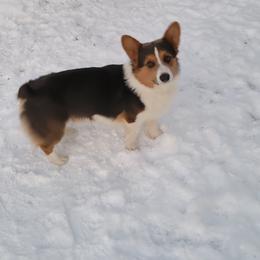 Pembroke Welsh Corgi All Grown Up from Pembroken Arrow Welsh Corgis