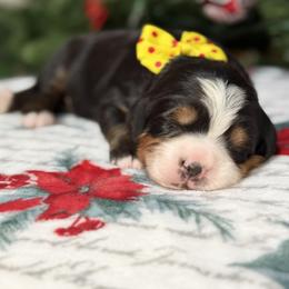 Daisy - Tri-color female Bernese Mountain Dog puppy in Yuciapa, California from AlltheDoodlez_