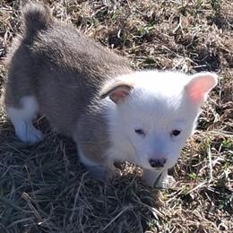 Comet - White and red male Pembroke Welsh Corgi puppy in Hillsville, Virginia from Bonderosa Kennels