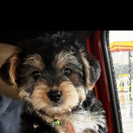 Goldendoodle, Maltipoo, and Yorkipoo Puppies from Doodle Pups Fur-Ever