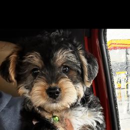 Goldendoodle, Maltipoo, and Yorkipoo Puppies from Doodle Pups Fur-Ever
