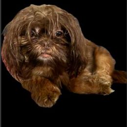 Blair Huxtable - Shih Tzu