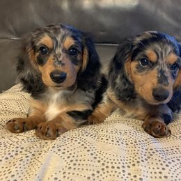 Dachshund Puppies from Linda B’s Dachshunds