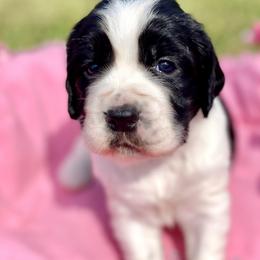 Thyme - English Springer Spaniel puppy from Hurds Hound Haven