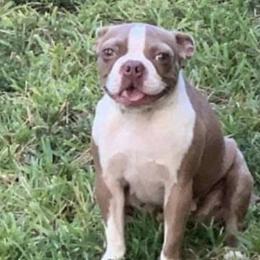 Anna - Boston Terrier