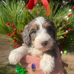 Prancer - Blue merle female Bernedoodle puppy in Temecula, California from Country Hills Doodles