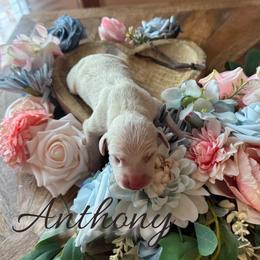 Anthony - White and black male Dalmatian puppy in Mount Vernon, Missouri from Spots & Spirals