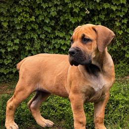 HOLO - Red female Boerboel puppy in Pennsylvania from Cold River Boerboels