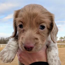 Dachshund puppies from Heart of Doxie