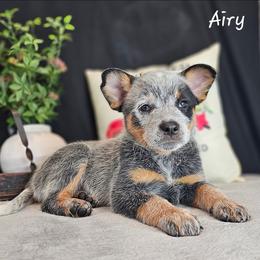 Australian Cattle Dog Puppies from TLC Cattle dogs