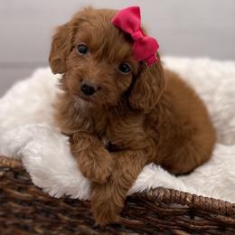 Mabel - Red  female Goldendoodle puppy in Kansas City, Kansas from Bella & Ivy’s Mini Goldendoodles of KC
