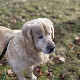 Mozart - Golden Retriever