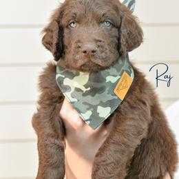 Rajesh Koothrappali - Chocolate male Goldendoodle puppy in Dayton, Ohio from Perks Court Doodles
