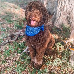 Ro - Poodle