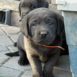 Charcoal orange - Charcoal female Dilute Retriever puppy in Teton County, Montana from East Front Labradors & Treasure State Schnauzers