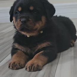 Yellow girl - Black and mahogany female Rottweiler puppy in Lake City, Florida from Haus Der Wut Kennels